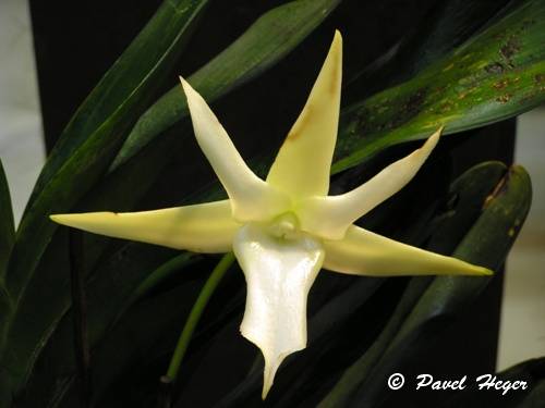 Angraecum sesquipedale